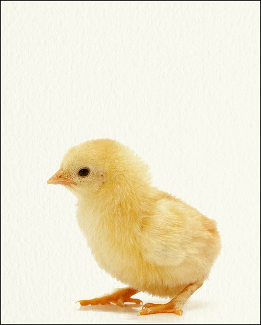 An image of a(n) Farm Baby Chick inspired Baby Animal Print.