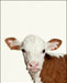 An image of a(n) Farm Baby Cow inspired Baby Animal Print.