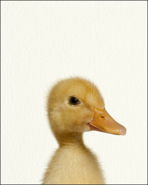 An image of a(n) Farm Baby Duck inspired Baby Animal Print.