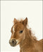 An image of a(n) Farm Baby Foal inspired Baby Animal Print.
