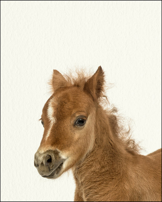 An image of a(n) Farm Baby Foal inspired Baby Animal Print.