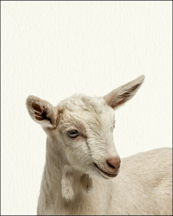 An image of a(n) Farm Baby Goat inspired Baby Animal Print.