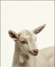 An image of a(n) Farm Baby Goat inspired Baby Animal Print.