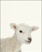 An image of a(n) Farm Baby Lamb inspired Baby Animal Print.