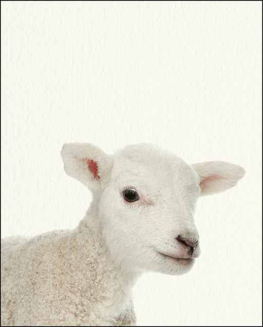 An image of a(n) Farm Baby Lamb inspired Baby Animal Print.