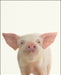 An image of a(n) Farm Baby Piglet inspired Baby Animal Print.