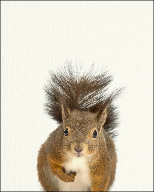 An image of a(n) Woodland Baby Squirrel inspired Baby Animal Print.