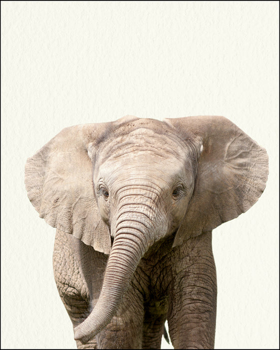 Elephant Side Rabbit Baby Elephant Side View