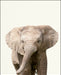 An image of a(n) Zoo Baby Elephant inspired Baby Animal Print.