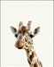 An image of a(n) Zoo Baby Giraffe inspired Baby Animal Print.