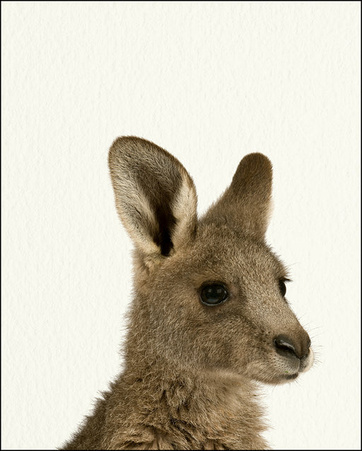 An image of a(n) Zoo Baby Kangaroo inspired Baby Animal Print.