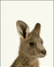 An image of a(n) Zoo Baby Kangaroo inspired Baby Animal Print.
