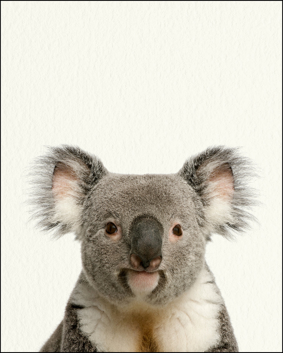 Zoo Baby Koala - Baby Animal Print - 8 x 10 — Fresh Prints of CT