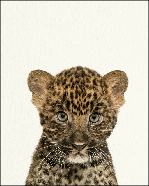 An image of a(n) Zoo Baby Leopard inspired Baby Animal Print.