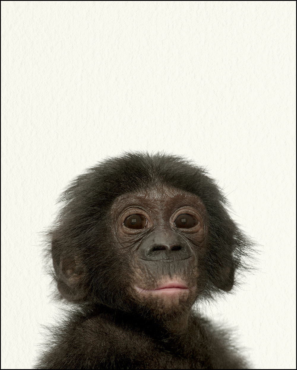 FP_BAP_000024_ZooBabyMonkey_1e