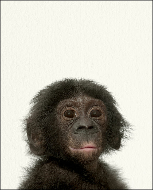 An image of a(n) Zoo Baby Monkey inspired Baby Animal Print.