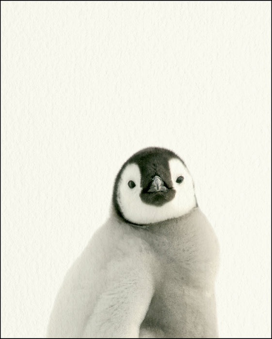 An image of a(n) Zoo Baby Penguin inspired Baby Animal Print.