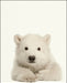 An image of a(n) Zoo Baby Polar Bear inspired Baby Animal Print.