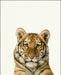An image of a(n) Zoo Baby Tiger inspired Baby Animal Print.