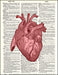 An image of a(n) Human Heart Red Dictionary Art Print.