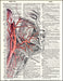 An image of a(n) Human Face and Arteries Dictionary Art Print.