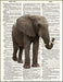 An image of a(n) African Elephant  Dictionary Art Print.