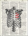 An image of a(n) Ribs and Heart Dictionary Art Print.