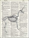 An image of a(n) Unicorn Skeleton Dictionary Art Print.