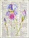 An image of a(n) Iris Watercolor Dictionary Art Print.